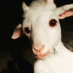 GamerSteak123's Avatar'