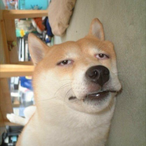 ShamBee_DOG's Avatar'