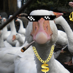 BaddieGoose's Avatar'