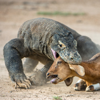 komododra9on's Avatar'