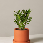 ReconPlant's Avatar'