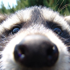 Raccoon421's Avatar'