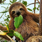 Slothster8947's Avatar'