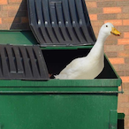 Duck_in_Trash's Avatar'