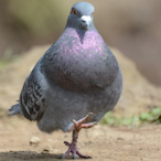 DuDuLun's Avatar'