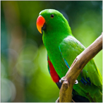RaqqingParrot's Avatar'