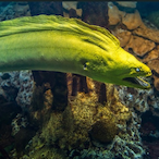 SANTAisTURKISH.'s Avatar'