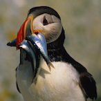 CptPuffin's Avatar'