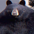PigsGamin's Avatar'