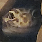 Sentient_slice's Avatar'