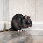 Rat_Basher3000's Avatar'