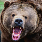 Dangeon_Bear's Avatar'