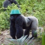 BrotherMonke's Avatar'
