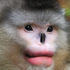 Schlime_Monke's Avatar'