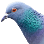 DaChosenPigeon's Avatar'