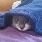 MyCatsWet's Avatar'