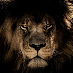 Iraqi_Boss2's Avatar'