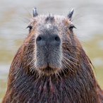 bark4feet-'s Avatar'