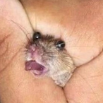 Moistdwarph's Avatar'