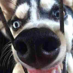 DogTh3ee's Avatar'