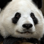 Panda-Monium's Avatar'