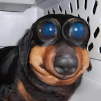 DumbyDog's Avatar'