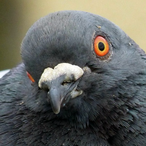 Angry_Pigeon's Avatar'