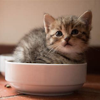 Cat_in_Bowl's Avatar'