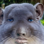 MrRoblox.Sigma's Avatar'