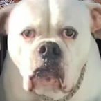 ILikeBugs's Avatar'