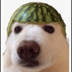 Vermin1Supreme's Avatar'