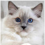 Ajflick4242's Avatar