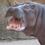 slammed0xrandom's Avatar'