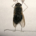 Levitry-_'s Avatar'
