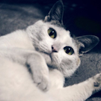 Ro-Vo's Avatar'