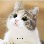 Aquietcat's Avatar'
