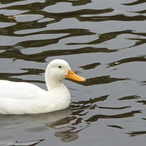 OsteDrengen's Avatar'