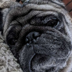 Crisp_Nuggets's Avatar'