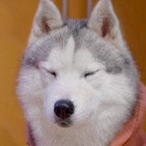 JustASleepyDog's Avatar'