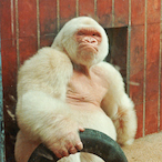 WhiteGori11a's Avatar'