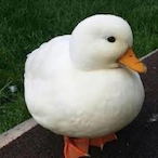 whydoducksquack's Avatar'