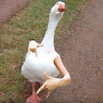 Goyoioioiy's Avatar'