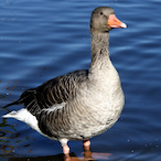 aka.Goose's Avatar'