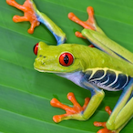 MrGreenFrog's Avatar'