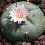 Peyote.'s Avatar'