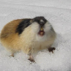 Sir_Lemming's Avatar