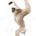 FunnyGibbon's Avatar'