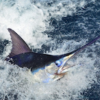 Globgrodgobgrob's Avatar'