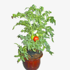 ChemoLover's Avatar'