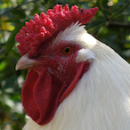 crustyrooster's Avatar'